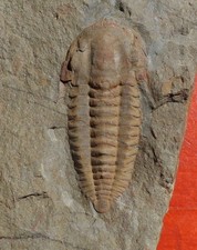 Remarquable trilobite cambrien d'occasion Remarquable trilobite cambrien d'occasion  Cuxac-d'Aude