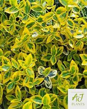 Euonymus fortunei emerald for sale  HEREFORD