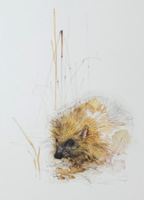 Hedgehog wildlife print for sale Hedgehog wildlife print for sale  SALISBURY