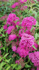 Spiraea japonica anthony d'occasion  Mont-près-Chambord