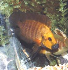 Live fish pack for sale  North Smithfield
