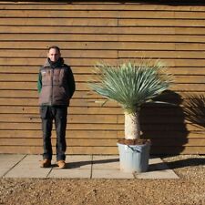 Yucca rostrata silvery for sale  PETERBOROUGH