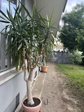 Yucca palme gebraucht kaufen Yucca palme gebraucht kaufen  Freiburg im Breisgau
