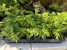 Curry leaf potted for sale  Mckinney