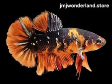 Live black orange for sale  Portland