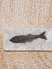 fossil fish brazil for sale fossil fish brazil for sale Stony Brook
