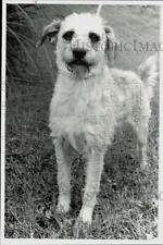 1982 press photo for sale  Memphis