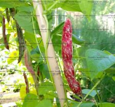 Organic climbing borlotto for sale  SALISBURY