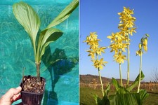 Calanthe sieboldii orchidée d'occasion  Fumel