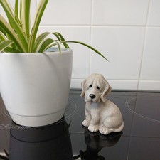 Quarry critters dog for sale  GREAT YARMOUTH