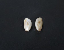 Elk teeth ivory for sale  Loveland