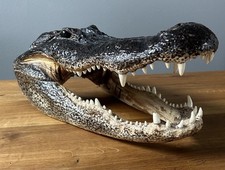 Authentic taxidermy alligator for sale  Colorado Springs