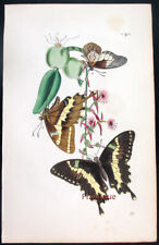 1854 westwood arcana usato  Urbino