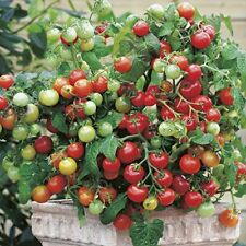 Tiny tim tomato for sale  Tarpon Springs