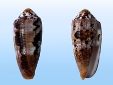 Conus circumcisus mactan usato  Roma