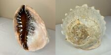 Queen helmet seashell for sale  Deadwood