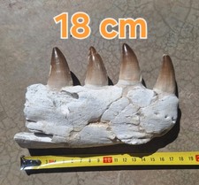 Fósseis autênticos de mandíbula de mosasauro tesouros pré-históricos reais fossilizados Mosasauro comprar usado  Enviando para Brazil