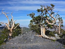 Bristlecone pine seeds for sale  Lincolnton