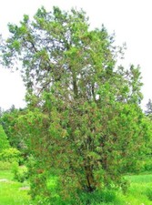20 SEMENTES DE ARBOVITAE ORIENTAL - Platycladus orientalis comprar usado  Enviando para Brazil