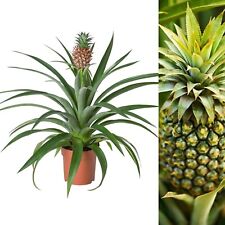 Pineapple plant ananas for sale  GLASGOW