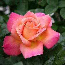 Rose bush chicago for sale  GLASGOW