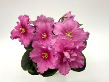 African violet mashen for sale  Hampstead