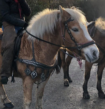 western horse for sale  PORTRUSH