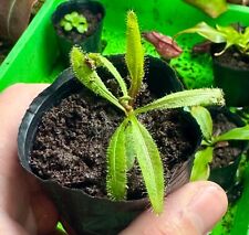 Drosera adelae plante d'occasion  Freyming-Merlebach