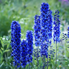 Delphinium blue bird for sale  PETERBOROUGH