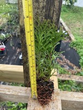 Little giant arborvitae for sale  Jacksonville Beach