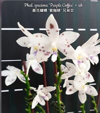 Phalaenopsis speciosa purple for sale  SHREWSBURY