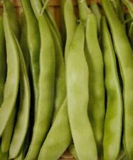 Fagiolo nano bourgondia usato  Decollatura