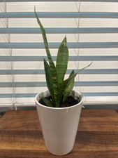 Live snake plant for sale  Naples