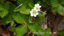 Strawberry wild white for sale  Youngstown