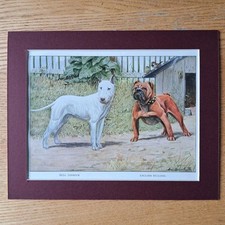 Bull terrier english for sale  THIRSK