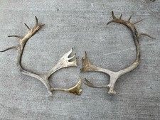 Set large caribou for sale  Shreve