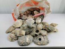 Muscheln schnecken deko gebraucht kaufen  Stadtroda