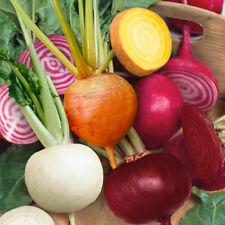 Rainbow mix beet for sale  Deltona