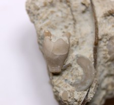 Pisocrinus silurian crinoid for sale  Evanston