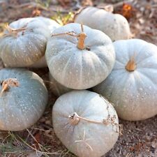Squash strawberry crown for sale  SALISBURY