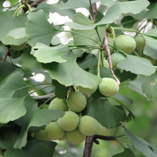 Ginkgo tree live for sale  Mcminnville