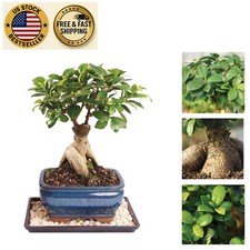 Live ginseng ficus for sale  Sunrise Beach