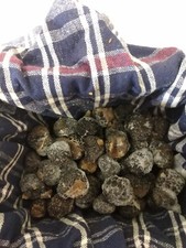 Tartufo uncinato congelato usato  Orvieto