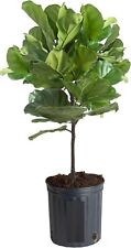 Green fiddle leaf for sale  Los Angeles