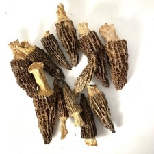 Morchelle funghi selvatici usato  Spedire a Italy