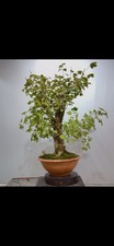 acero bonsai usato acero bonsai usato Reggello
