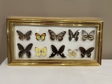 Butterflies set mounted for sale  El Dorado
