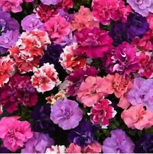 Flower petunia double for sale  WREXHAM