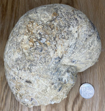 Fossil specimen nautiloid for sale  UXBRIDGE