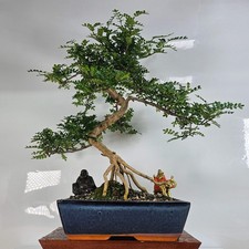 Chinese pepper bonsai for sale  LEEDS